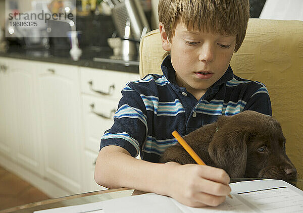 Junge macht seine Hausaufgaben mit einem Schokoladen-Labrador-Welpen auf seinem Schoß