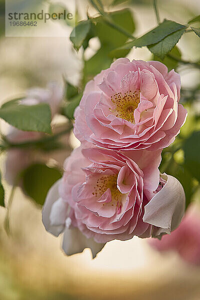 Zarte rosa blühende Rosen aus nächster Nähe