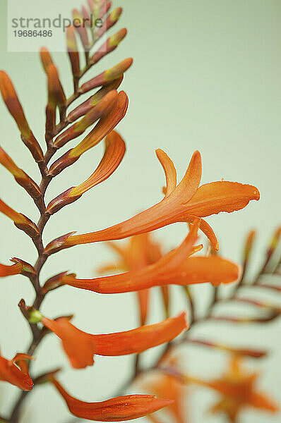 Nahaufnahme einer blühenden Orange Crocosmia