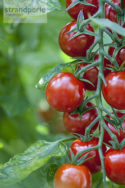 Nahaufnahme von Tomaten am Rebstock