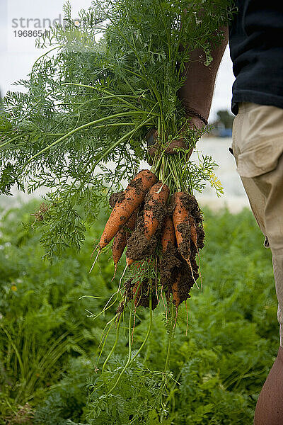 Nahaufnahme einer Bauernhand  die ein Bündel mit Erde bedeckter Karotten hält