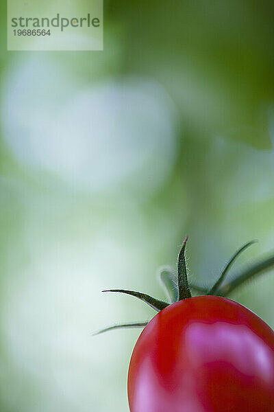 Extreme Nahaufnahme einer Tomate am Rebstock