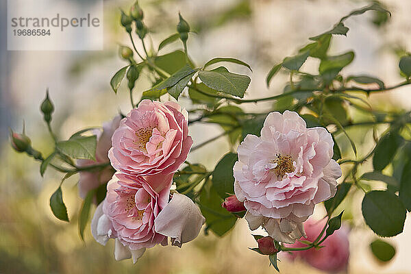 Zarte rosa Rosen blühen auf Sommerzweigen im Garten