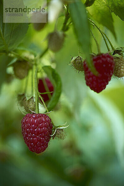 Nahaufnahme saftiger  frischer Himbeeren  die an Stielen wachsen