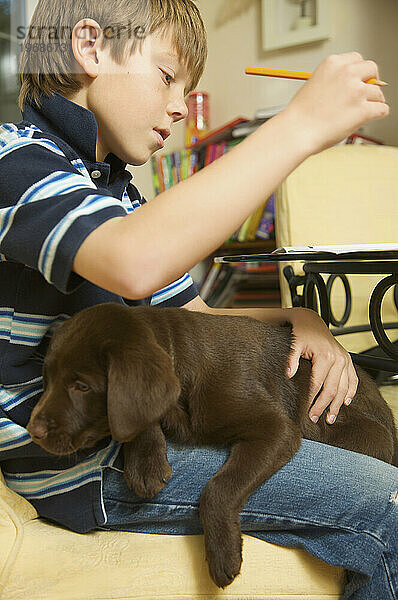 Junge macht seine Hausaufgaben mit einem Schokoladen-Labrador-Welpen auf seinem Schoß