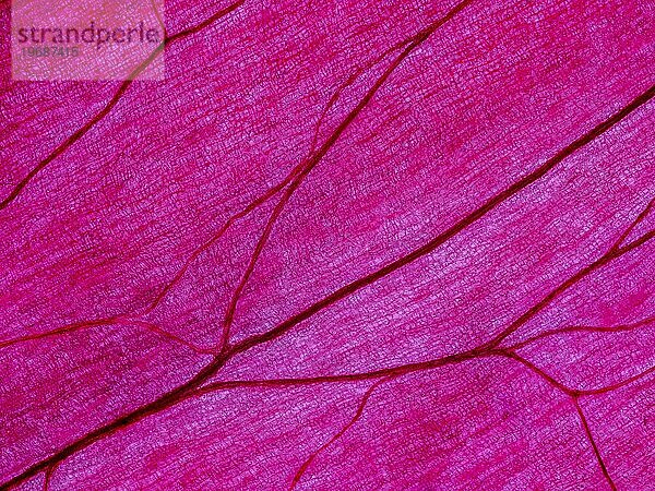 Schale einer roten Zwiebel  Speisezwiebel  Küchenzwiebel  im Durchlicht  Gegenlicht  Detail  Studioaufnahme  Makrofoto  Deutschland  Europa