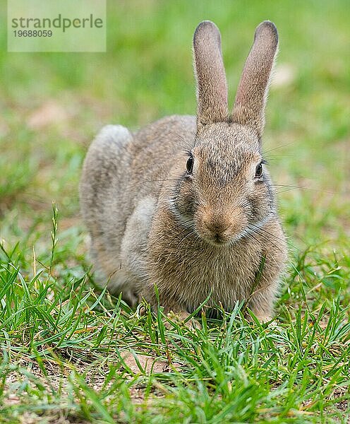 Wildkaninchen (Oryctolagus cuniculus) hockt im Gras  Nagetier  Frontalansicht  Land Brandenburg  Deutschland  Europa