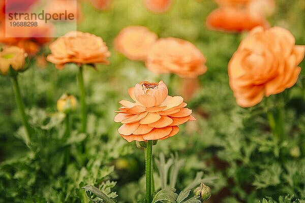 Orange Ranunkel Blume wächst Feld sonnigen Tag