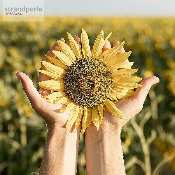 Nahaufnahme Hände halten Sonnenblume