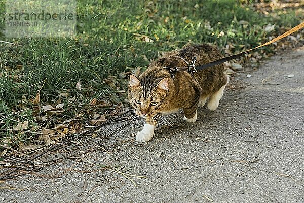Vorderansicht niedlich tabby Katze mit Kragen zu Fuß Straße
