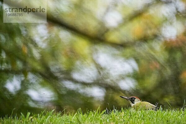 Grünspecht (Picus viridis) auf Nahrungssuche auf einer Wiese  herbstliches Bokeh  Hessen  Deutschland  Europa