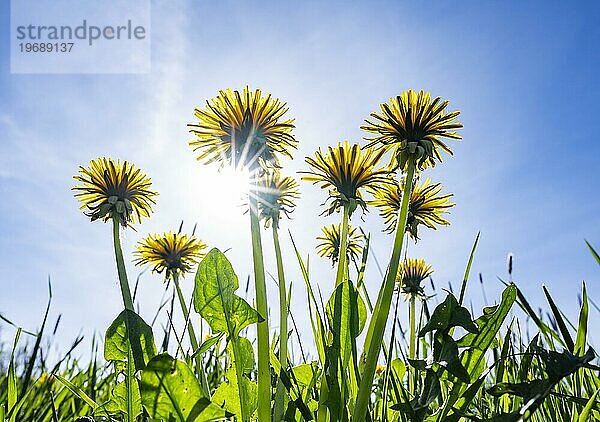 Gewöhnlicher Löwenzahn (Taraxacum officinale)  blühend  blauer Himmel  Sonnenstern  Thüringen  Deutschland  Europa