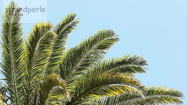 Palmenblätter im Freien Sonne