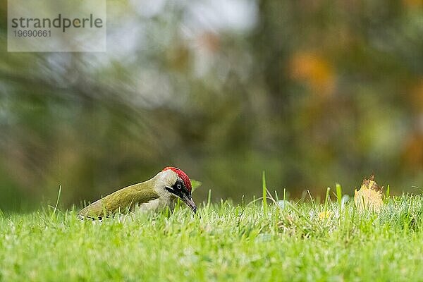 Grünspecht (Picus viridis) auf Nahrungssuche auf einer Wiese  herbstliches Bokeh  Hessen  Deutschland  Europa