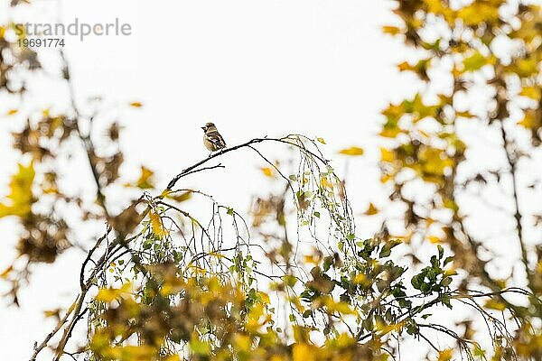 Kernbeisser (Coccothraustes coccothraustes) sitzt auf einem Birkenzweig  herbstliches Bokeh  Hessen  Deutschland  Europa