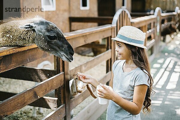 Porträt Hübsches Mädchen beim Füttern Alpakafarm