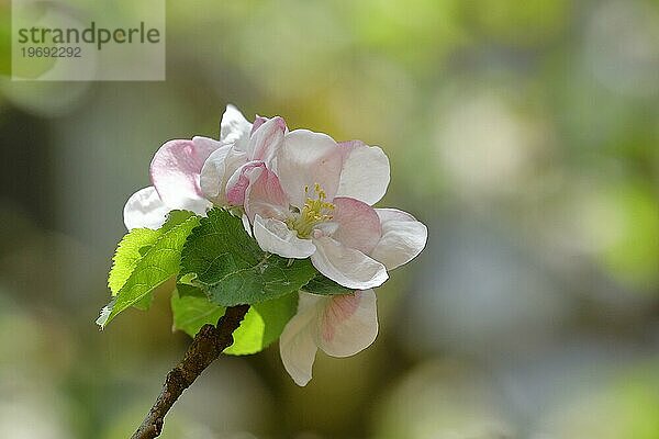 Apfelblüten (Malus)  mit Bokeh im Hintergrund  Wilden  Nordrhein. Westfalen  Deutschland  Europa