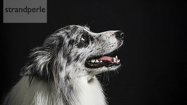 Portrait niedlicher Border Collie Hund