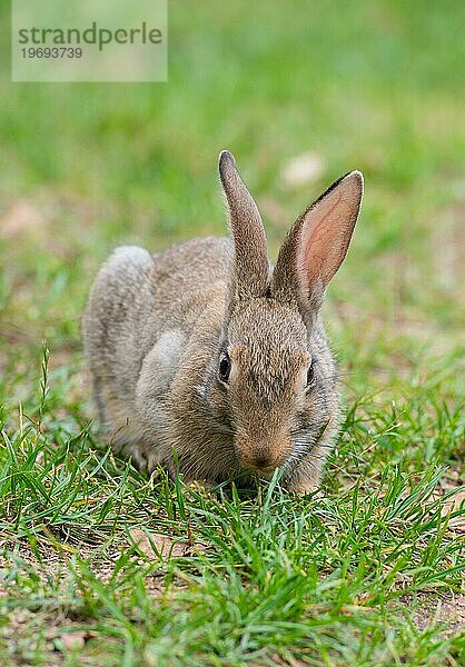 Wildkaninchen (Oryctolagus cuniculus) hockt auf einer Wiese und knabbert an Gras  Nagetier  Frontalansicht  Land Brandenburg  Deutschland  Europa