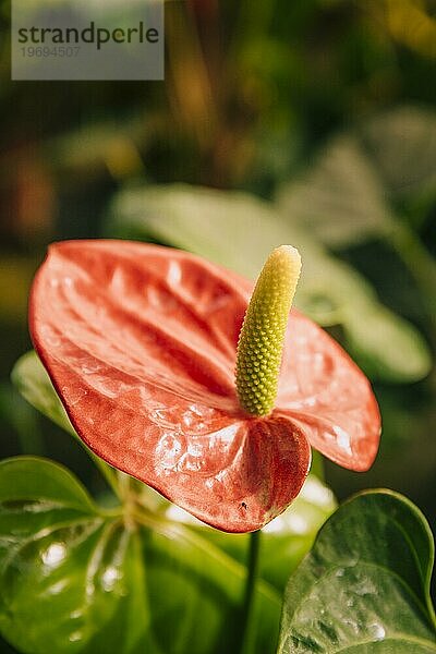 Close up rote herzförmige Blume Anthurien