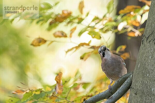 Eichelhäher (Garrulus glandarius)  sitzt auf einem Ast  Frontalansicht  herbstliche Laubverfärbung  Hessen  Deutschland  Europa