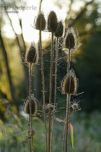 Wilde Karde (Dipsacus fullonum) im Gegenlicht  Nationalpark Eifel  Nordrhein-Westfalen  Deutschland  Europa