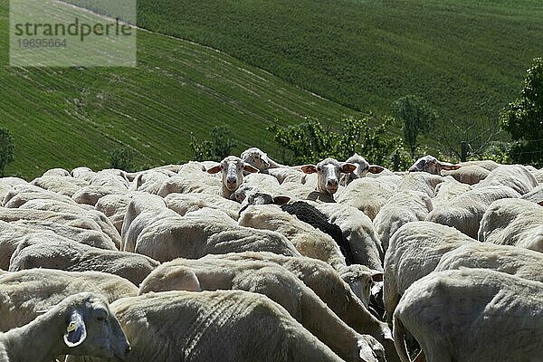 Schafe in einer Schafherde auf einer Wiese  südlich von Pienza  Toskana  Italien  Europa