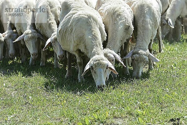 Schafe in einer Schafherde auf einer Wiese  südlich von Pienza  Toskana  Italien  Europa