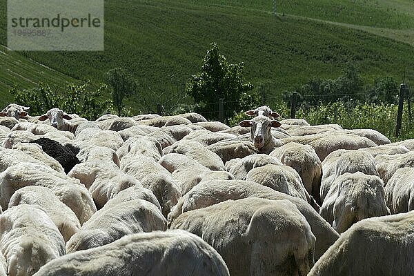 Schafe in einer Schafherde auf einer Wiese  südlich von Pienza  Toskana  Italien  Europa