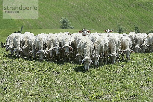 Schafe in einer Schafherde auf einer Wiese  südlich von Pienza  Toskana  Italien  Europa