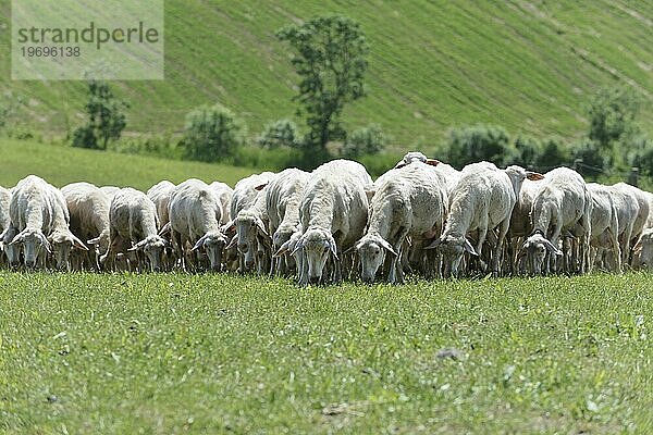 Schafe in einer Schafherde auf einer Wiese  südlich von Pienza  Toskana  Italien  Europa