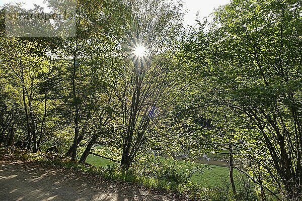 Fluss Urft im Urfttal mit Sonnenstern  Schleiden-Gemünd  Nationalpark Eifel  Nordrhein-Westfalen  Deutschland  Europa