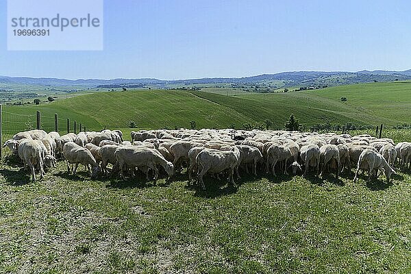 Schafe in einer Schafherde auf einer Wiese  südlich von Pienza  Toskana  Italien  Europa