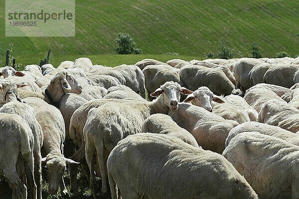 Schafe in einer Schafherde auf einer Wiese  südlich von Pienza  Toskana  Italien  Europa