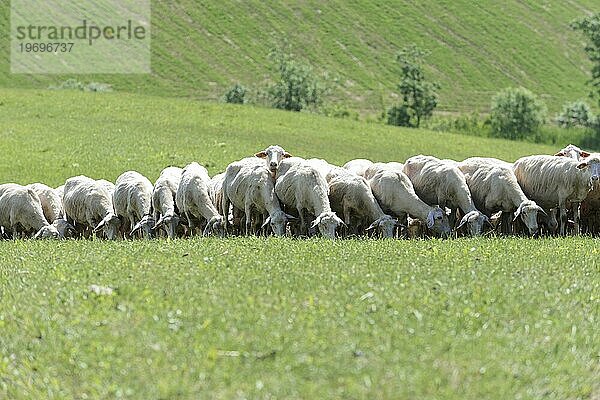 Schafe in einer Schafherde auf einer Wiese  südlich von Pienza  Toskana  Italien  Europa