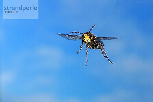 Hornisse (Vespa crabro)  Arbeiterin im Flug  Flugaufnahme vor blauem Himmel  Frontalaufnahme  Nordrhein-Westfalen  Deutschland  Europa