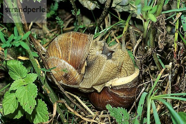 Weinbergschnecke (Helix pomatia) Paarung  Allgäu  Bayern  Deutschland  Europa