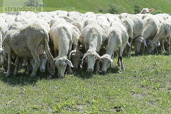 Schafe in einer Schafherde auf einer Wiese  südlich von Pienza  Toskana  Italien  Europa