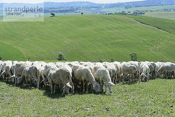 Schafe in einer Schafherde auf einer Wiese  südlich von Pienza  Toskana  Italien  Europa