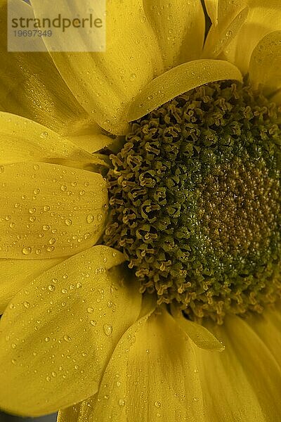 Schöne Makro gelbe Blume 2