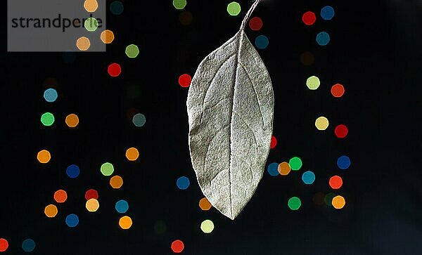 Trockenes Blatt auf einem Bokehlicht vor einem dunklen Hintergrund