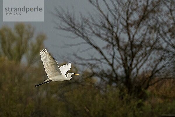 Silberreiher (Ardea alba)  fliegend  herbstliches Bokeh  Hessen  Deutschland  Europa