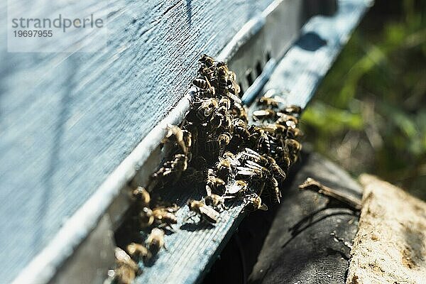 Große Gruppe Bienen außerhalb des Bienenstocks