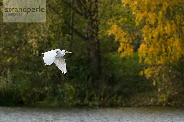 Silberreiher (Ardea alba)  fliegend  herbstliches Bokeh  Hessen  Deutschland  Europa