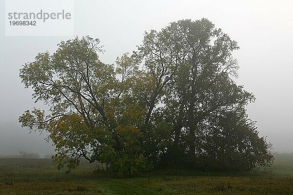 Baumgruppe auf einer Wiese im Nebel im Herbst  Biosphärenreservat Mittlere Elbe  Sachsen-Anhalt  Deutschland  Europa