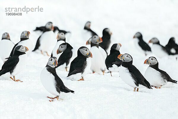 Eine Gruppe Papageitaucher (Fratercula arctica) im Winter auf Schnee  Insel Hornoya  Hornøya  Vardø  Varanger Halbinsel  Troms og Finnmark  Norwegen  Europa