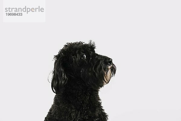 Schöner schwarzer Hund posiert mit weißem Hintergrund