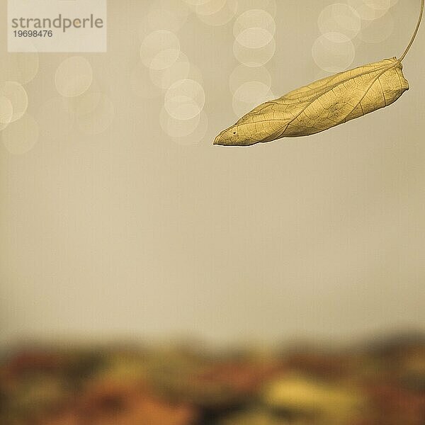 Herbstliches fallendes Blatt