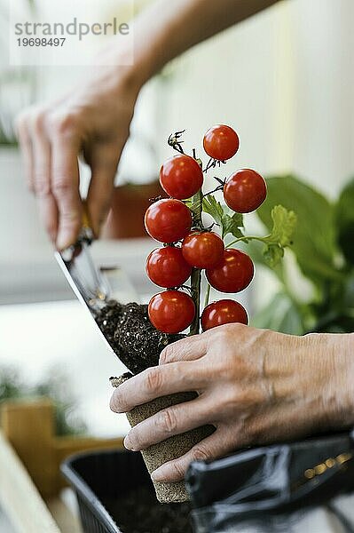 Seitenansicht Frau pflanzt Tomaten mit Kelle