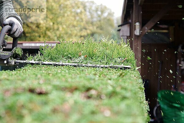 Thujahecke  Heckenschere  schneiden  Garten  Hand  Blätter  Mit einer Motorheckenschere wird die Lebensbaum-Hecke in Form geschnitten. Die abgeschnittenen Blätter fliegen durch die Luft